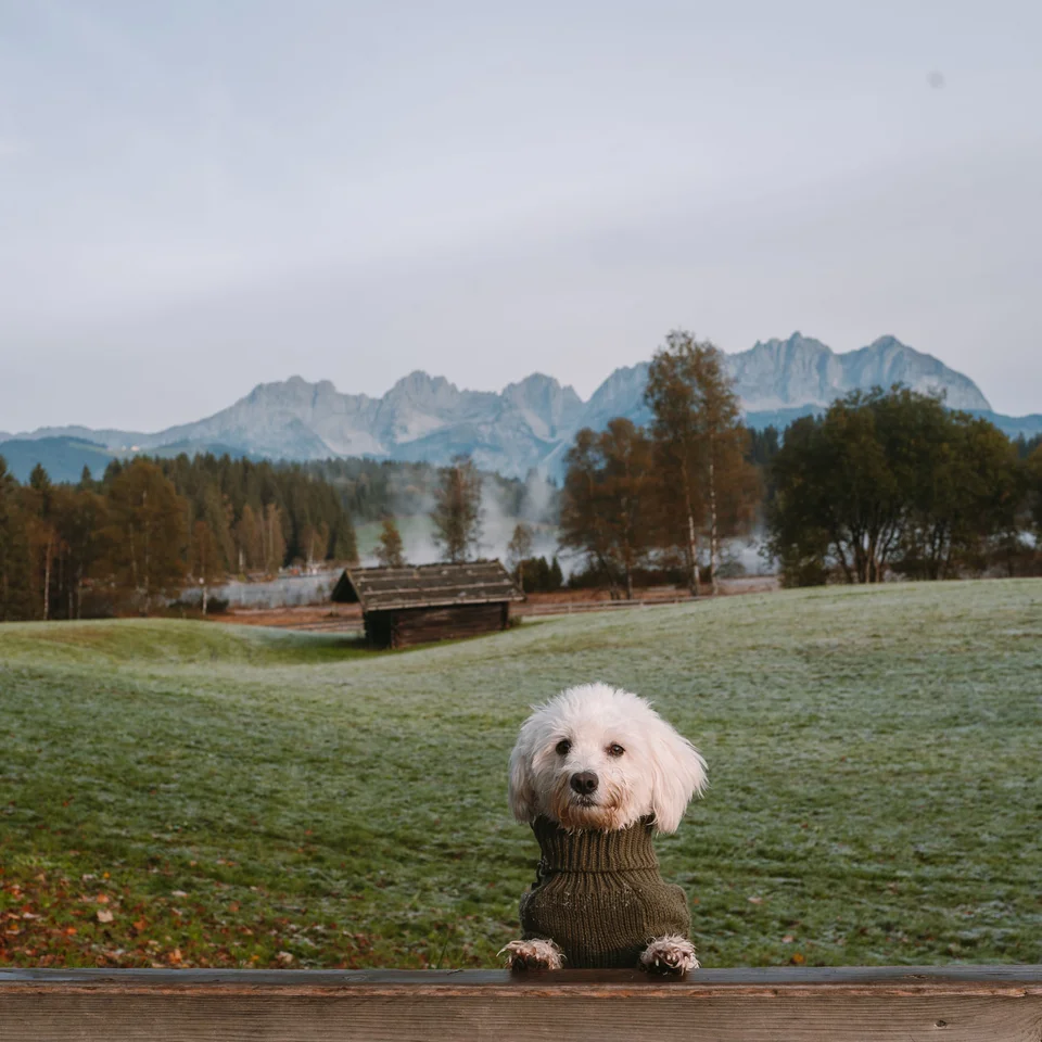 Ins Hotel mit Hund in Kitzbühel