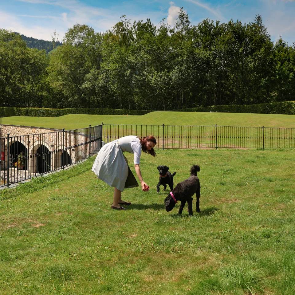 Hunde auf Hundewiese mit Ball im Mund Hunde auf Hundewiese mit Ball im Mund