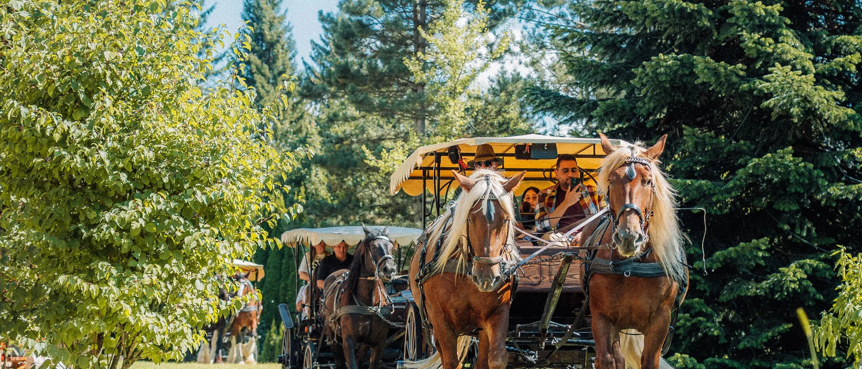 Horse-drawn carriages carrying passengers through a green park on a clear day