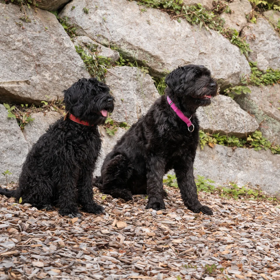 Ins Hotel mit Hund in Kitzbühel