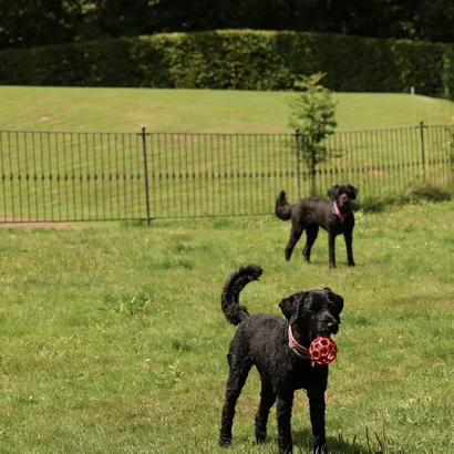 Hunde auf Hundewiese mit Ball im Mund Hunde auf Hundewiese mit Ball im Mund