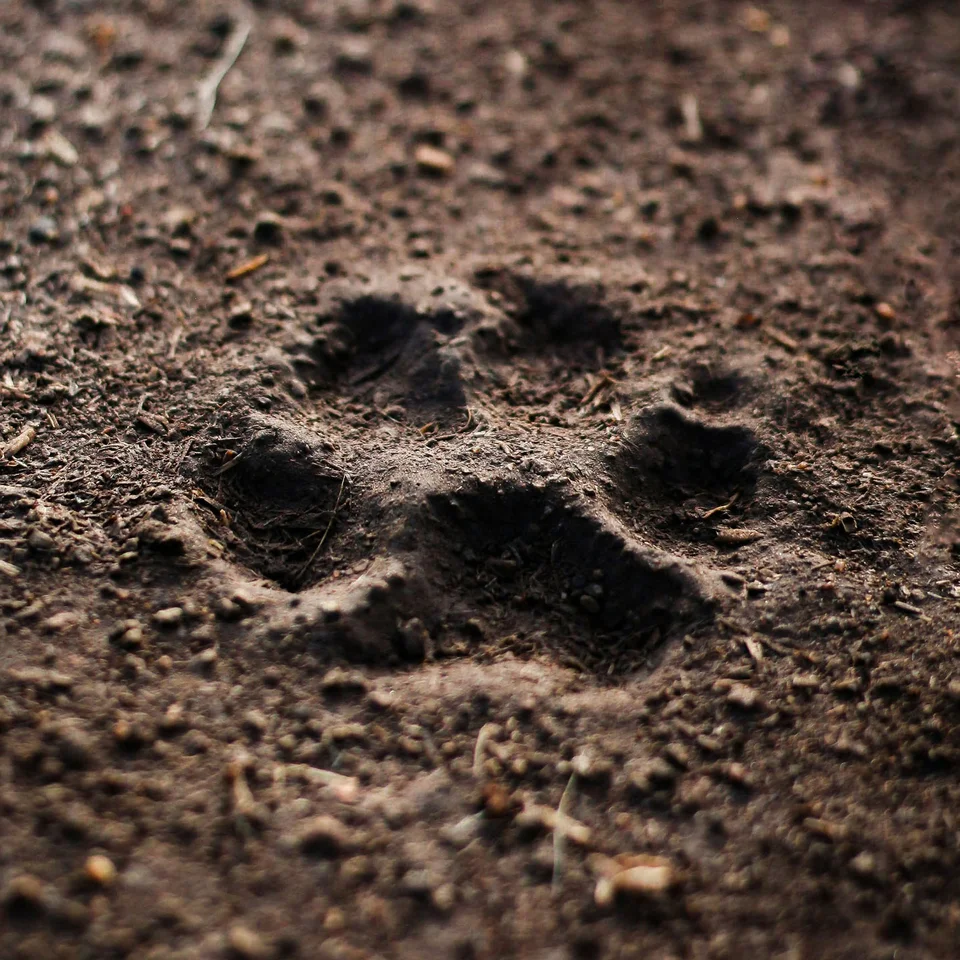 Ins Hotel mit Hund in Kitzbühel