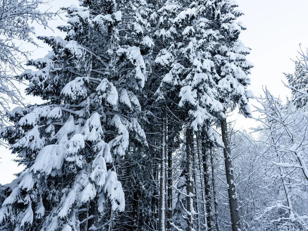 Snow-covered fir trees in a snowy forest