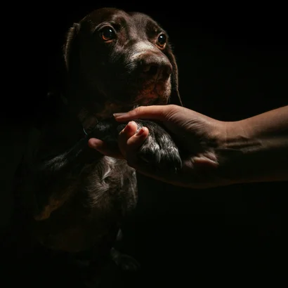 Dog giving paw held by a hand against black background