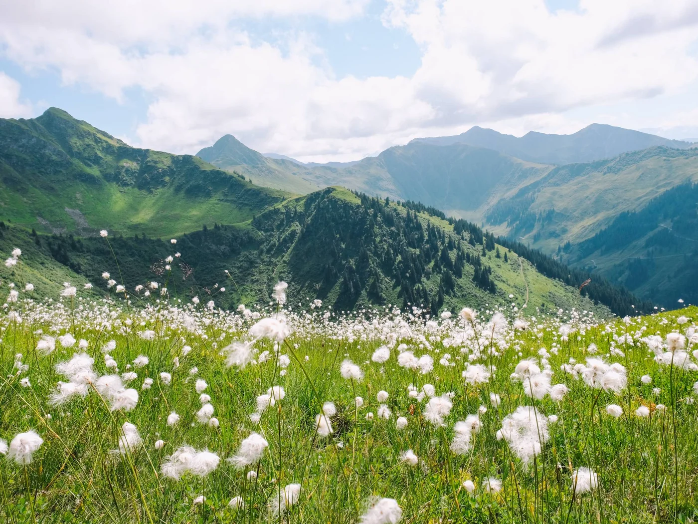 Grüne Bergwiese mit weißen Blumen vor Bergen unter bewölktem Himmel