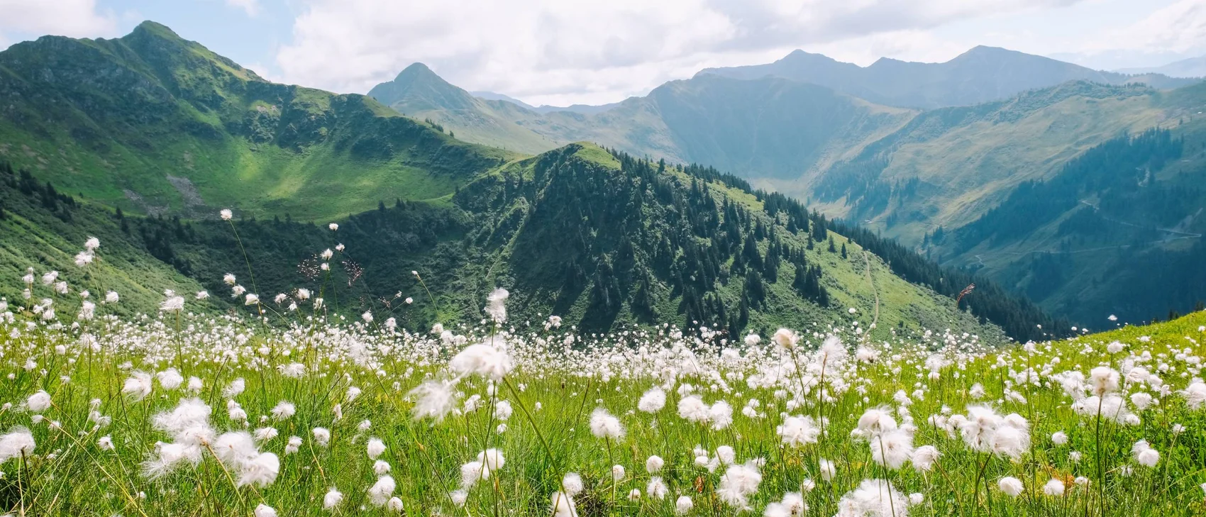 Grüne Bergwiese mit weißen Blumen vor Bergen unter bewölktem Himmel