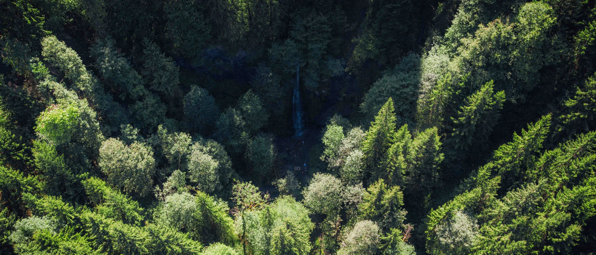 Blog Wald von oben