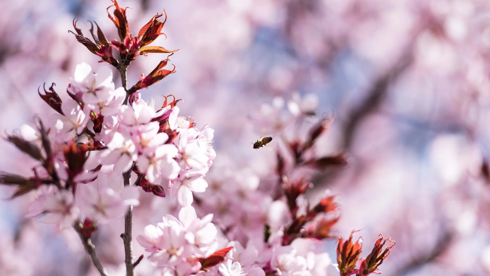 Den Frühling im Schlosshotel Kitzbühel verbringen