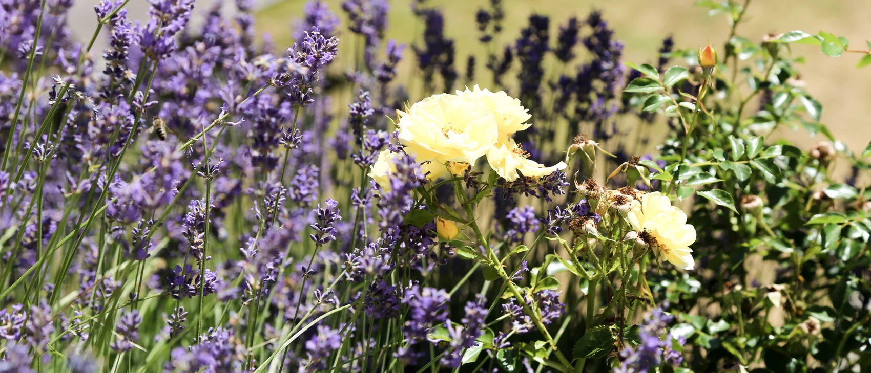 Lavendel und Rose in der Natur Lavendel und Rose in der Natur
