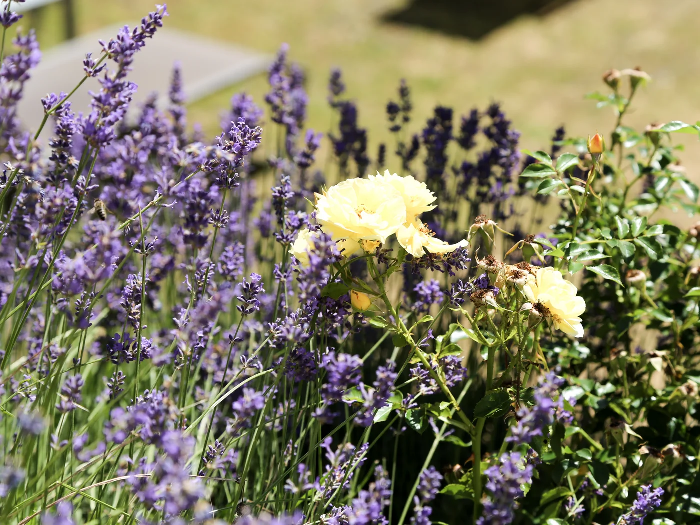 Lavendel und Rose in der Natur