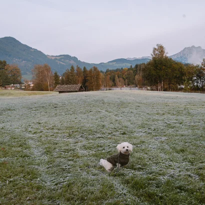 Ins Hotel mit Hund in Kitzbühel