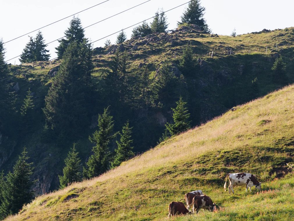 Cows grazing on grassy hillside with pine trees in the background